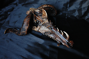 Sculpture sur crâne: Dragon